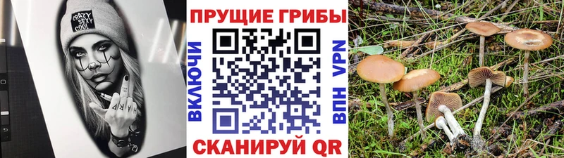 Купить  Любань  Псилоцибиновые грибы мухоморы 